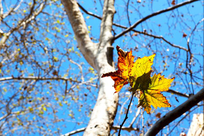 Low angle view of maple leaves against blue sky