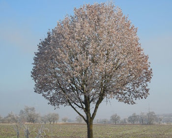View of tree in field against clear sky