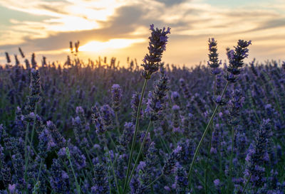 Close-up of purple flowering plants on field against sky