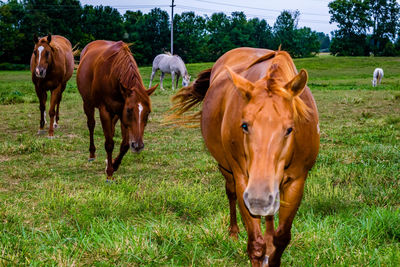 Horses on meadow field