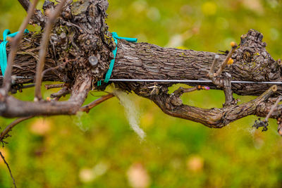 Close-up of lizard on tree