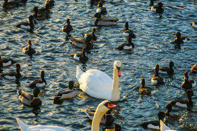 High angle view of swans swimming in lake