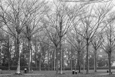 Bare trees against sky