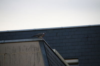 Low angle view of bird perching on building against clear sky