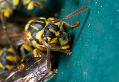 Close-up of bee