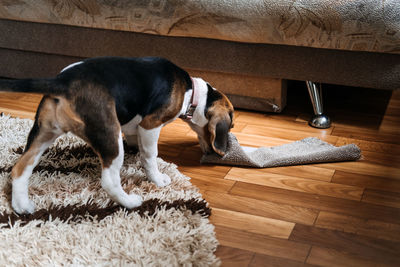 Little beagle puppy chewing couch, furniture. how to stop puppy from destructive chewing 