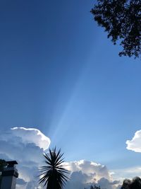 Low angle view of palm trees against blue sky