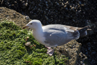 Close-up of seagull perching