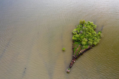 High angle view of plant on beach