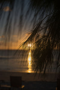 Close-up of silhouette plants against sea during sunset