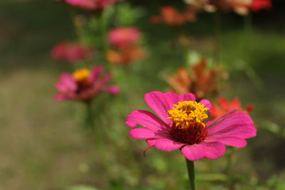 Close-up of pink flower on field