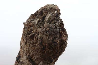 Close-up of tree stump