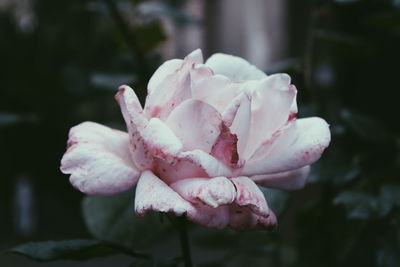 Close-up of pink rose