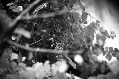 Close-up of fresh plants against trees