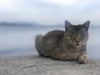 Portrait of cat resting on shore