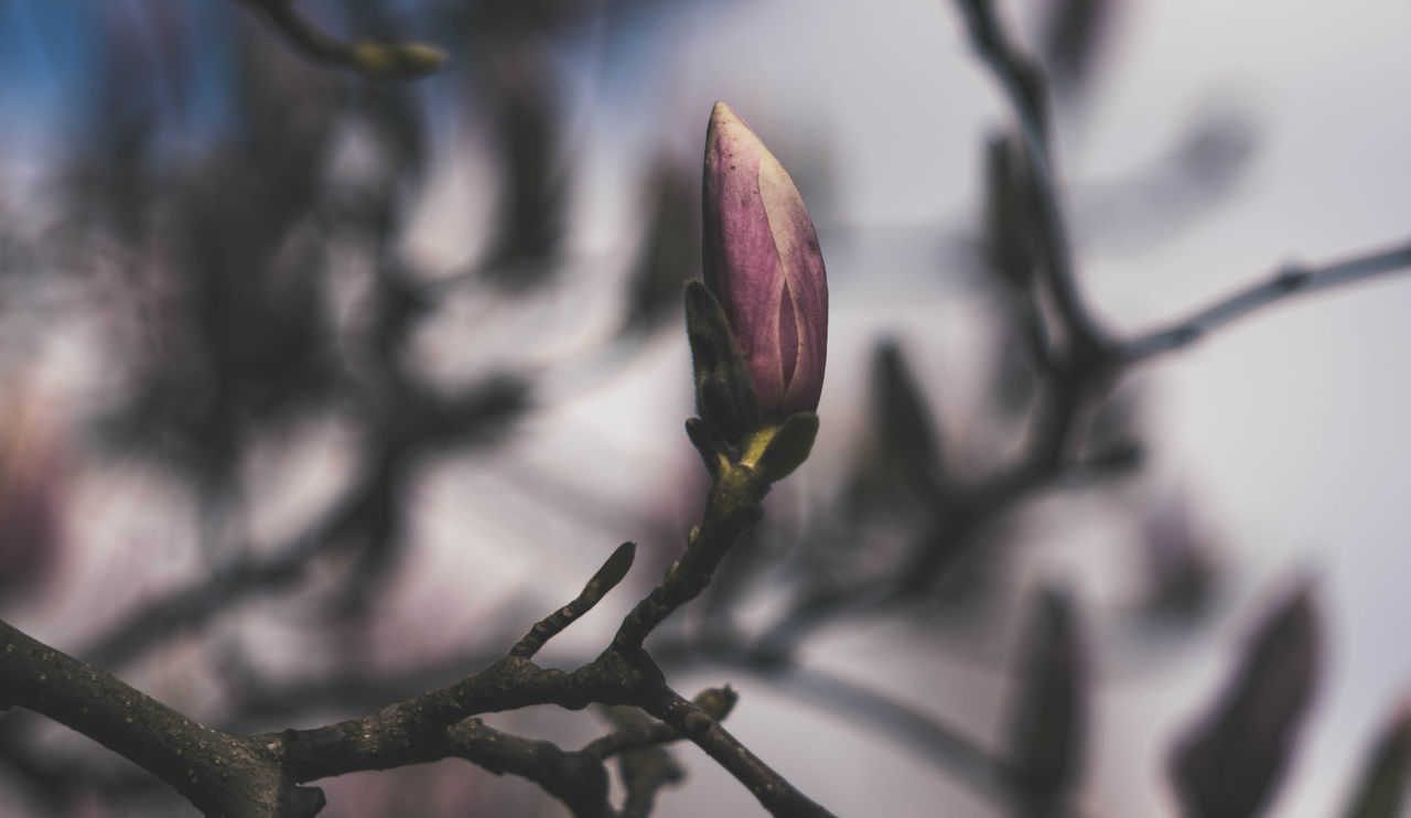 CLOSE-UP OF FLOWERING PLANT