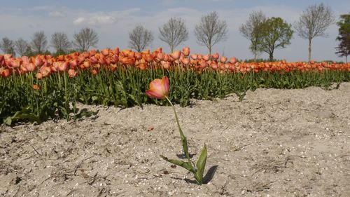 View of flowering plants on field