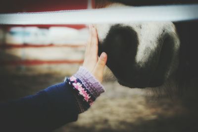 Cropped image of girl stroking horse