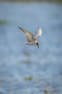 Bird flying over lake