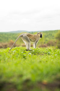 Close-up of monkey on field