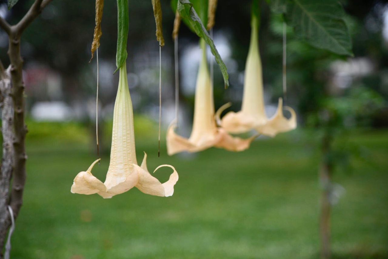 plant, focus on foreground, growth, close-up, nature, day, no people, beauty in nature, flower, flowering plant, vulnerability, fragility, petal, hanging, green color, freshness, outdoors, inflorescence, flower head, plant part