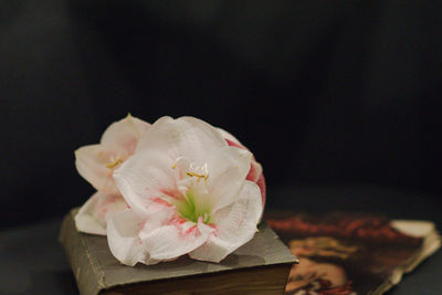 Close-up of pink rose flower on table