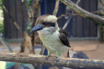 Close-up of bird perching on branch