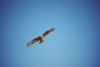 Low angle view of eagle flying in sky