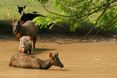 Deer family in water