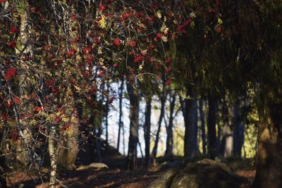 Red flowering trees on field in forest