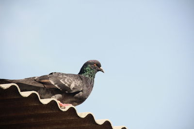 Low angle view of pigeon perching on roof against clear sky