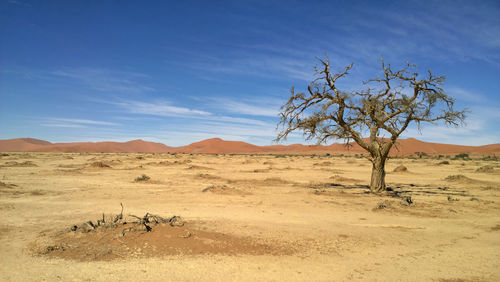 Dead tree on desert against sky