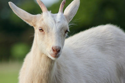 Close-up portrait of goat standing on field