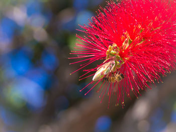 Close-up of bee on flower