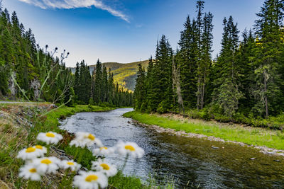 Scenic view of waterfall amidst trees and plants against sky