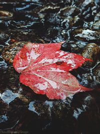 Close-up of red leaves in water