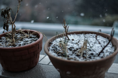 Close-up of potted plants during winter