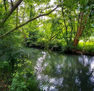 River in forest