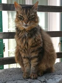 Portrait of cat sitting outdoors