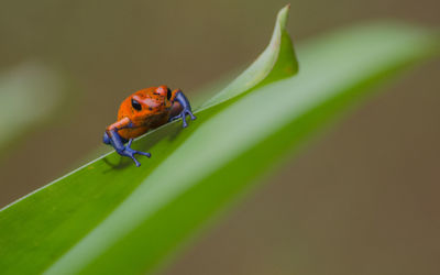 Close-up of frog on plant