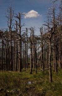 Bare trees on field against cloudy sky