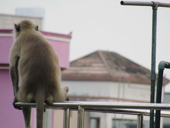 View of a cat sitting on railing