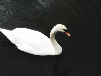 Swan floating on lake