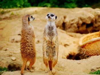 Close-up of giraffe standing on field