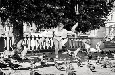 Flock of birds in park