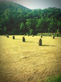 Trees on field