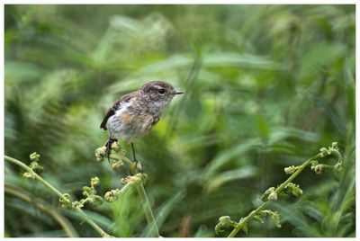 Close-up of bird perching on leaf