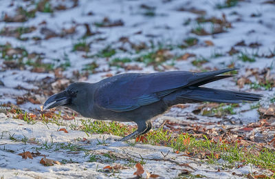 Close-up of bird on land