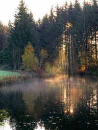 Trees by lake in forest against sky