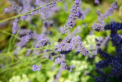 Close-up of purple flowering plants